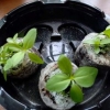トルコキキョウ定植