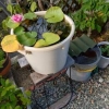 ハスの花再び
